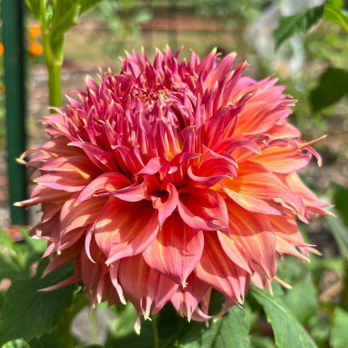 Summer Rain Dahlia Cutting Local Pickup ONLY - Dahlia Flowers In Bloom