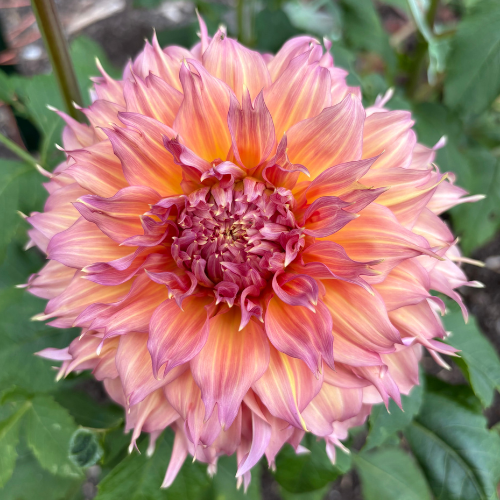 Summer Rain Dahlia Tuber - Dahlia Flowers In Bloom