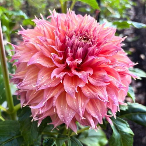 Summer Rain Dahlia 