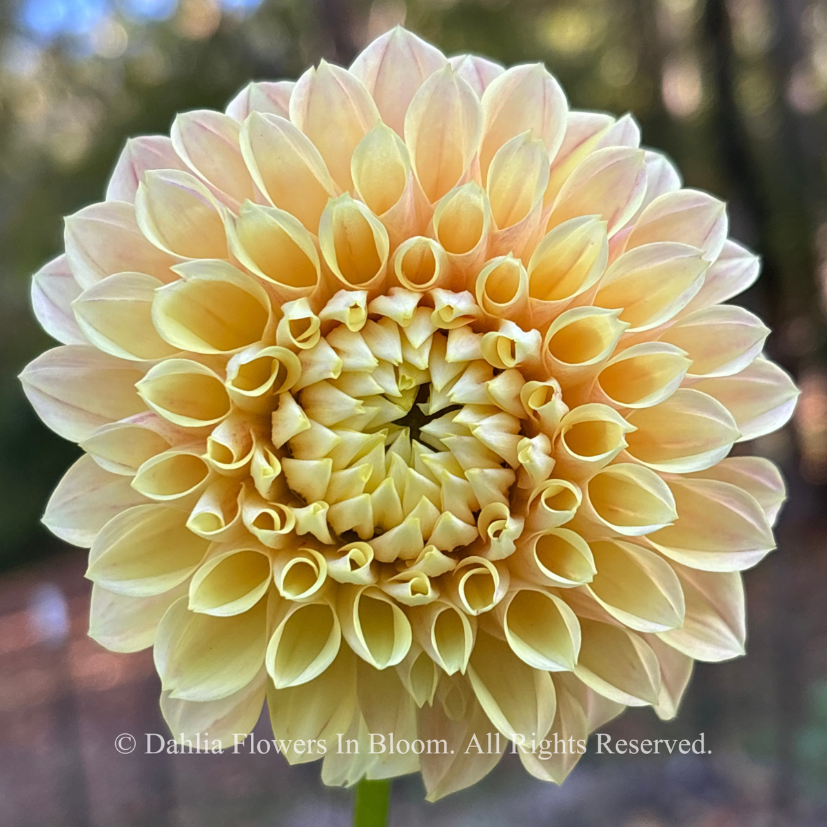 Sweet Suzanne Dahlia