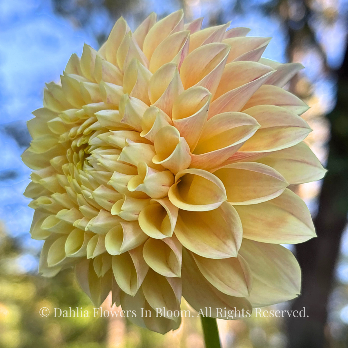 Sweet Suzanne Dahlia