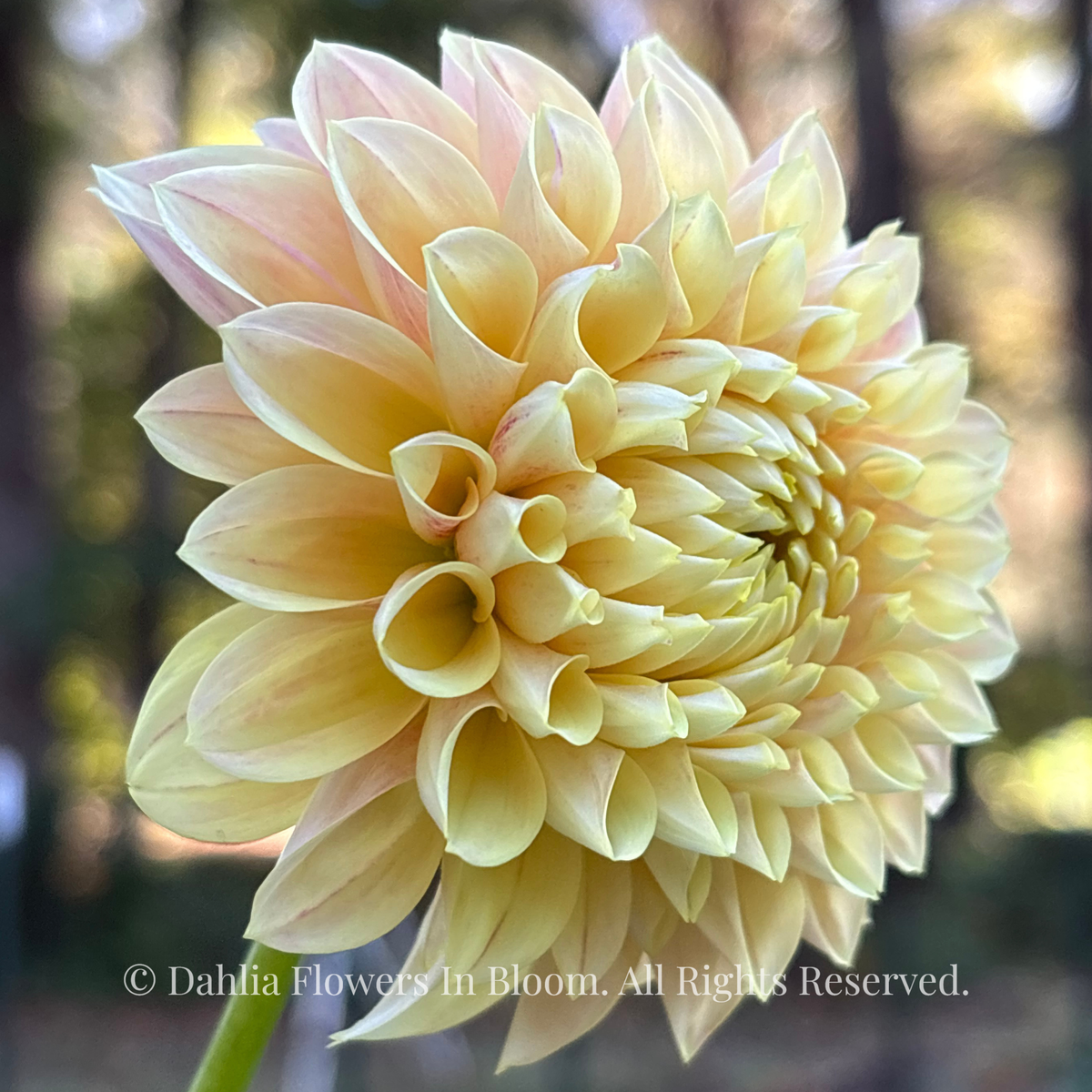 Sweet Suzanne Dahlia
