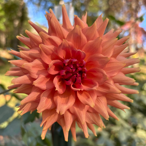 Terracotta Dahlia Tuber