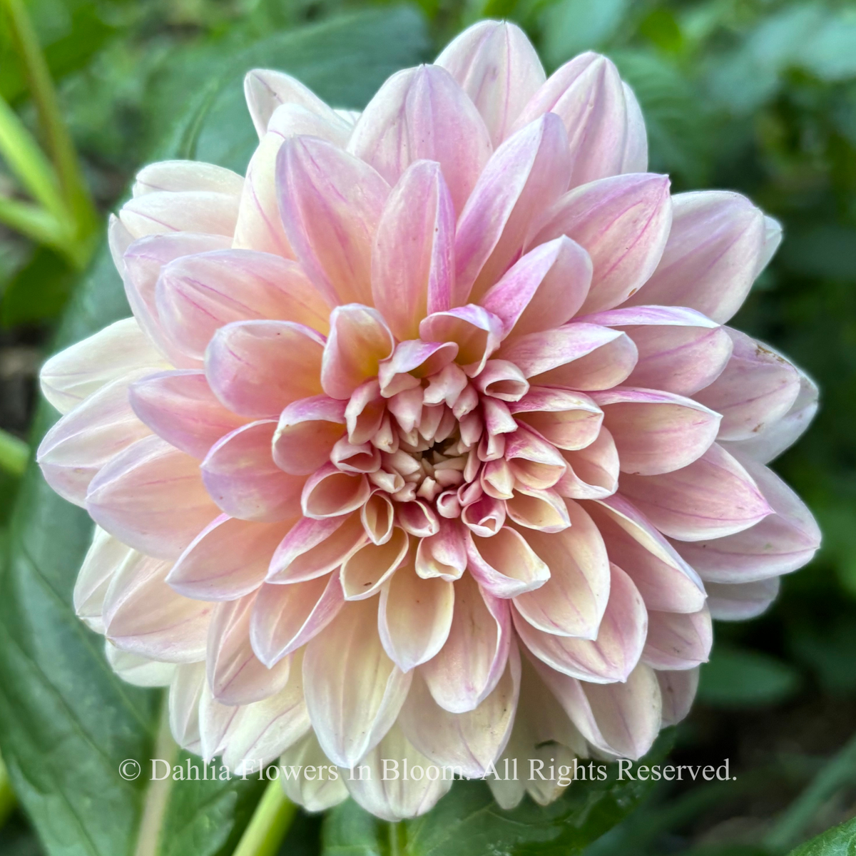 Tropical Dream Dahlia
