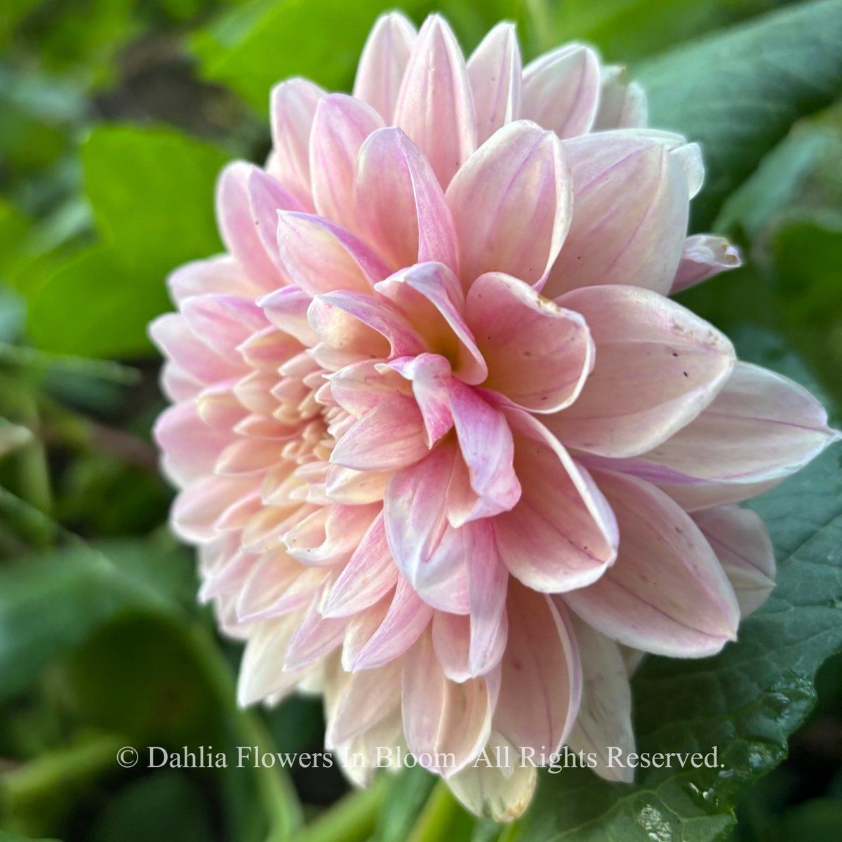 Tropical Dream Dahlia