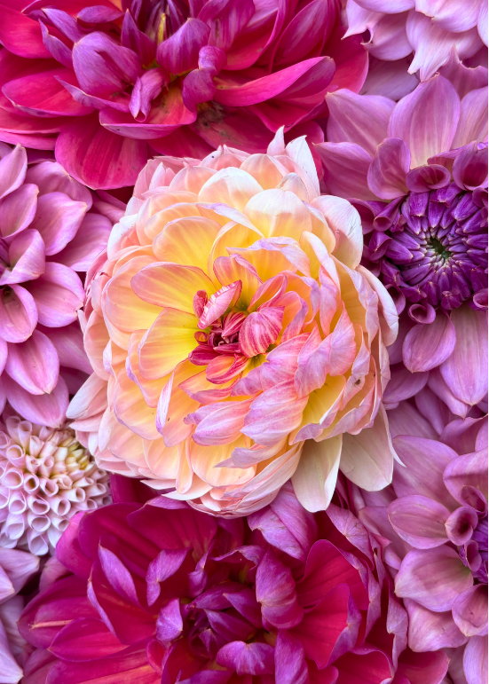 Close-up of colorful flowers with a pink and purple hue