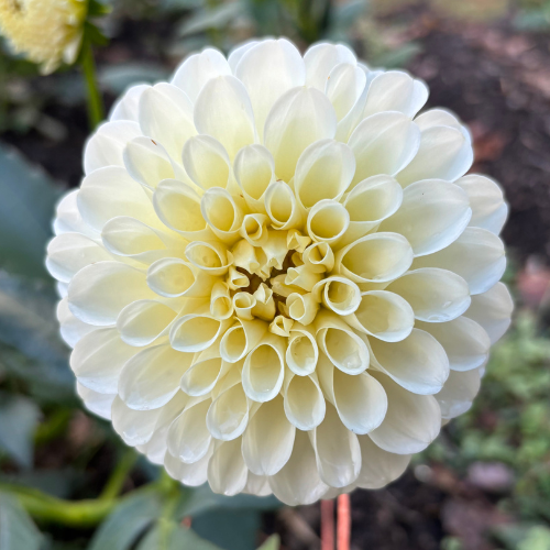 20th Ave & Baker Rd Dahlia Tuber - Dahlia Flowers In Bloom