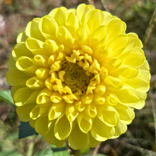 20th Ave Gwen Dahlia Tuber