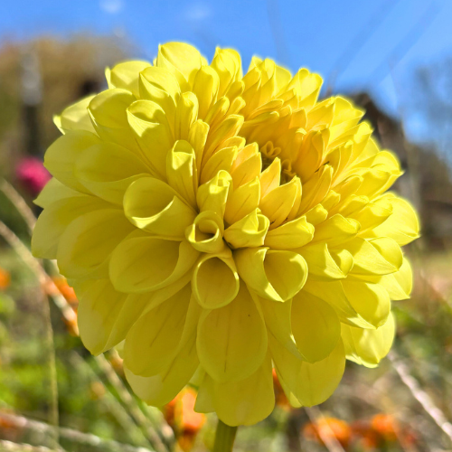 20th Ave Gwen Dahlia Tuber