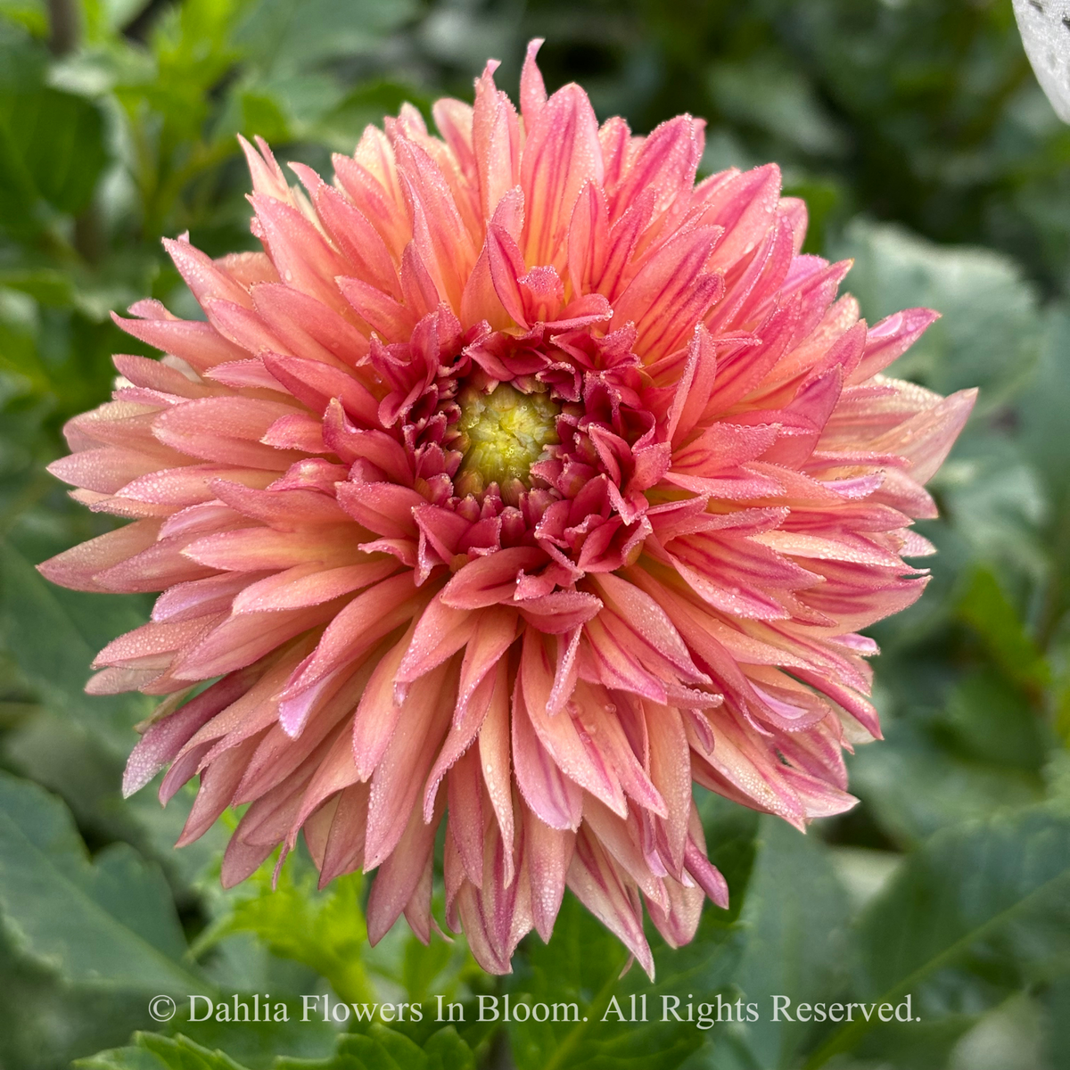Verrone's 14-30 dahlia