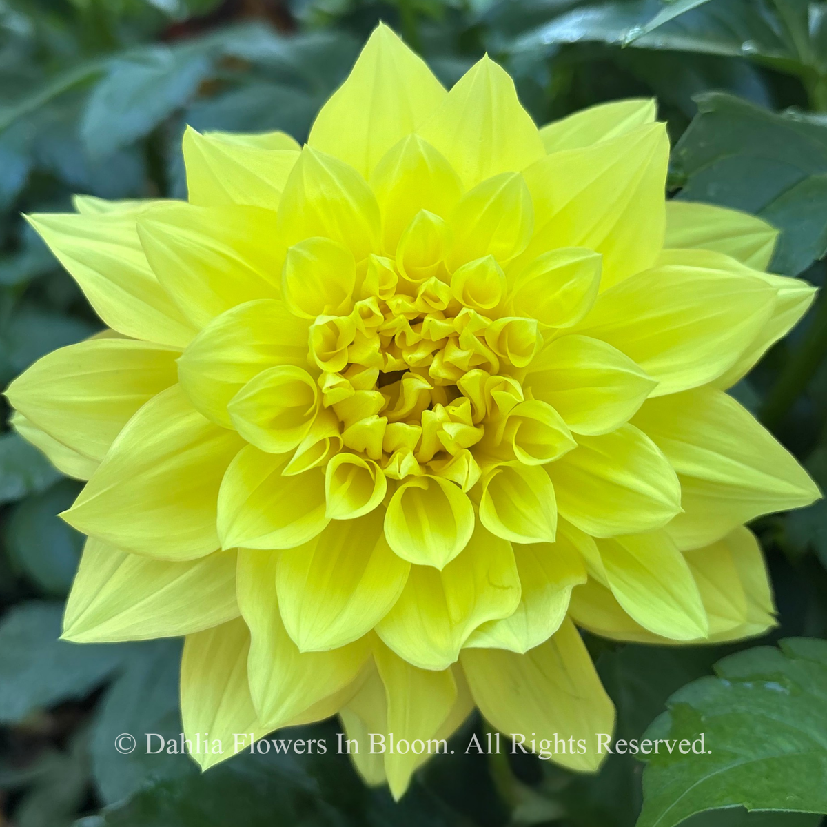 Wanda’s Capella Dahlia