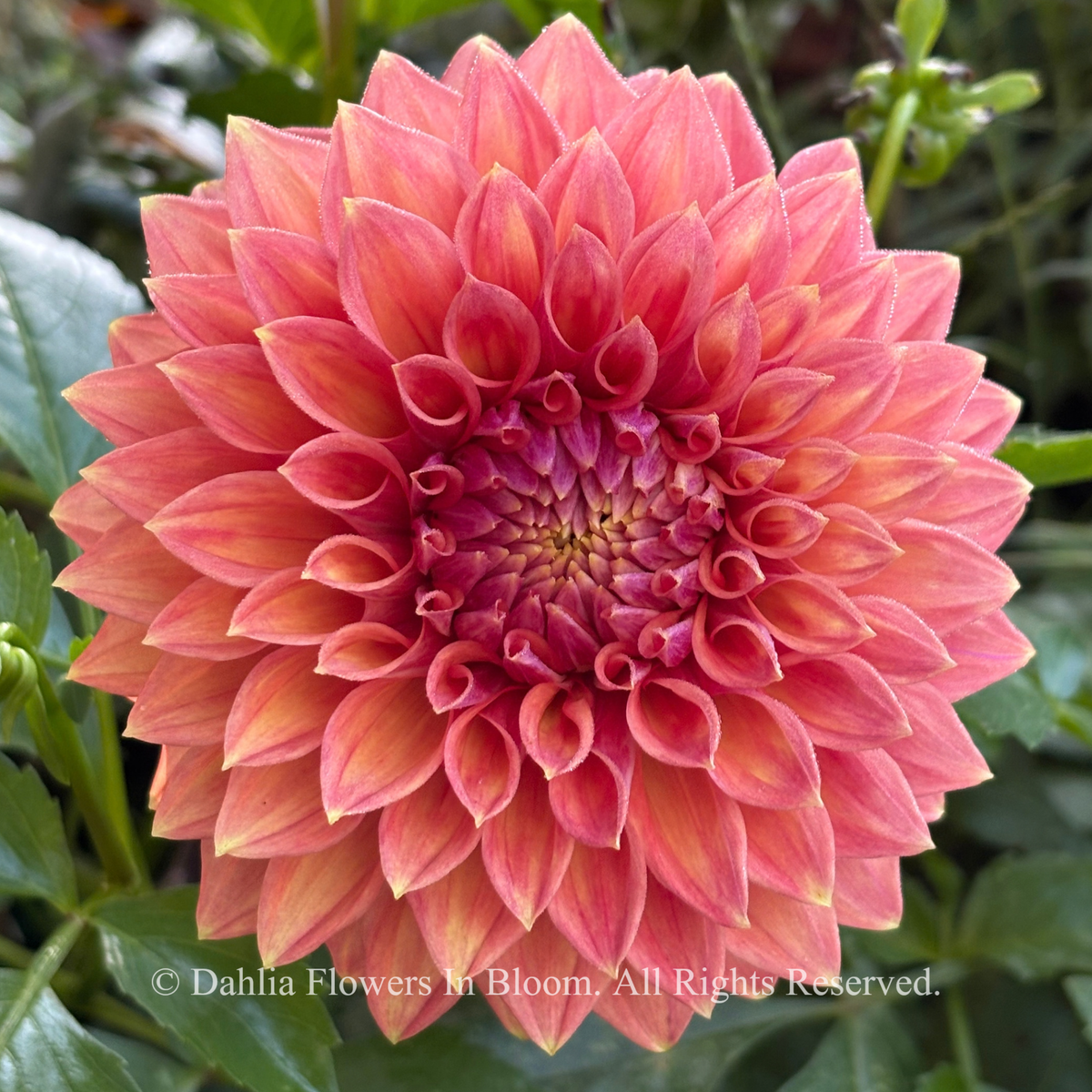 Winkie Cinnamon Dahlia