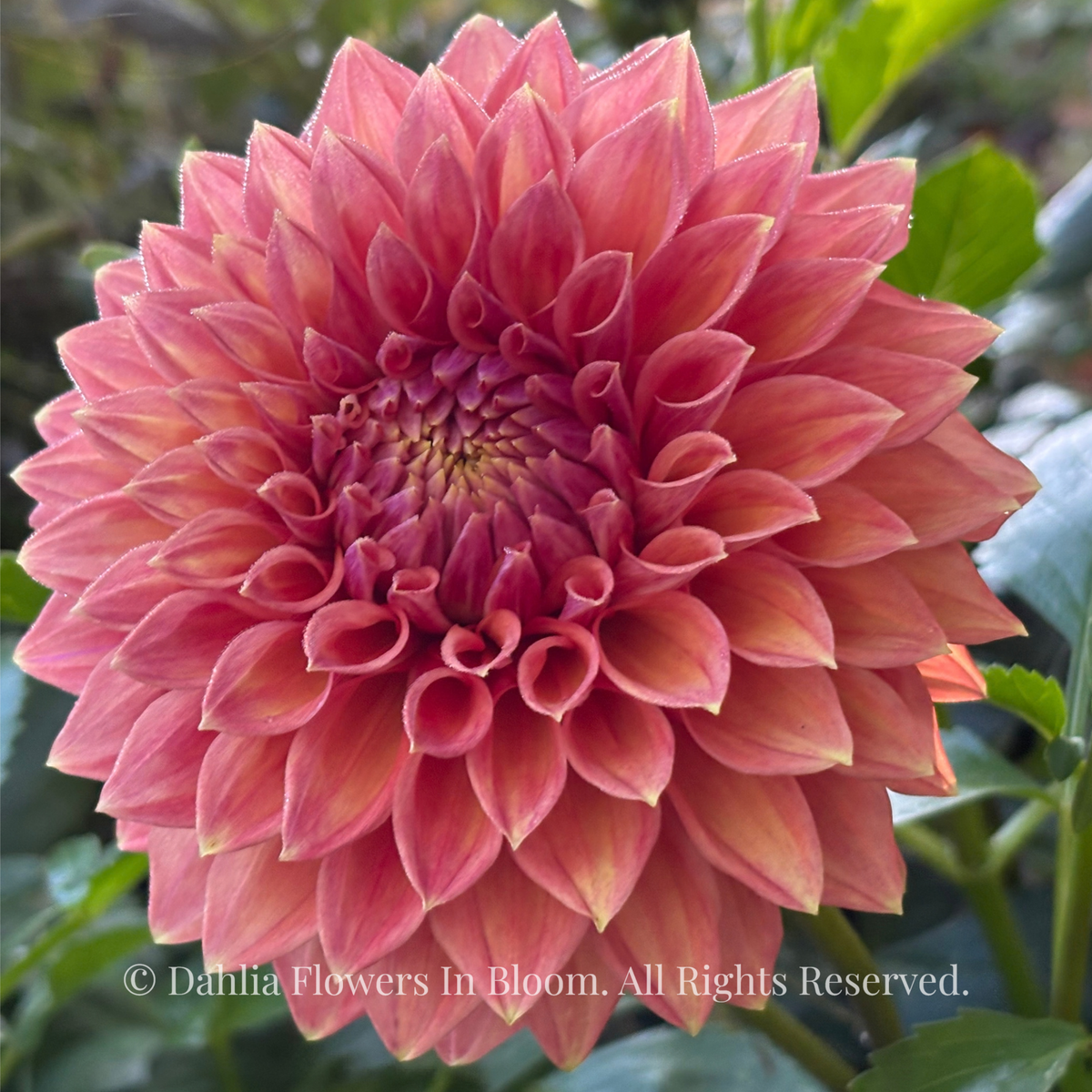 Winkie Cinnamon Dahlia