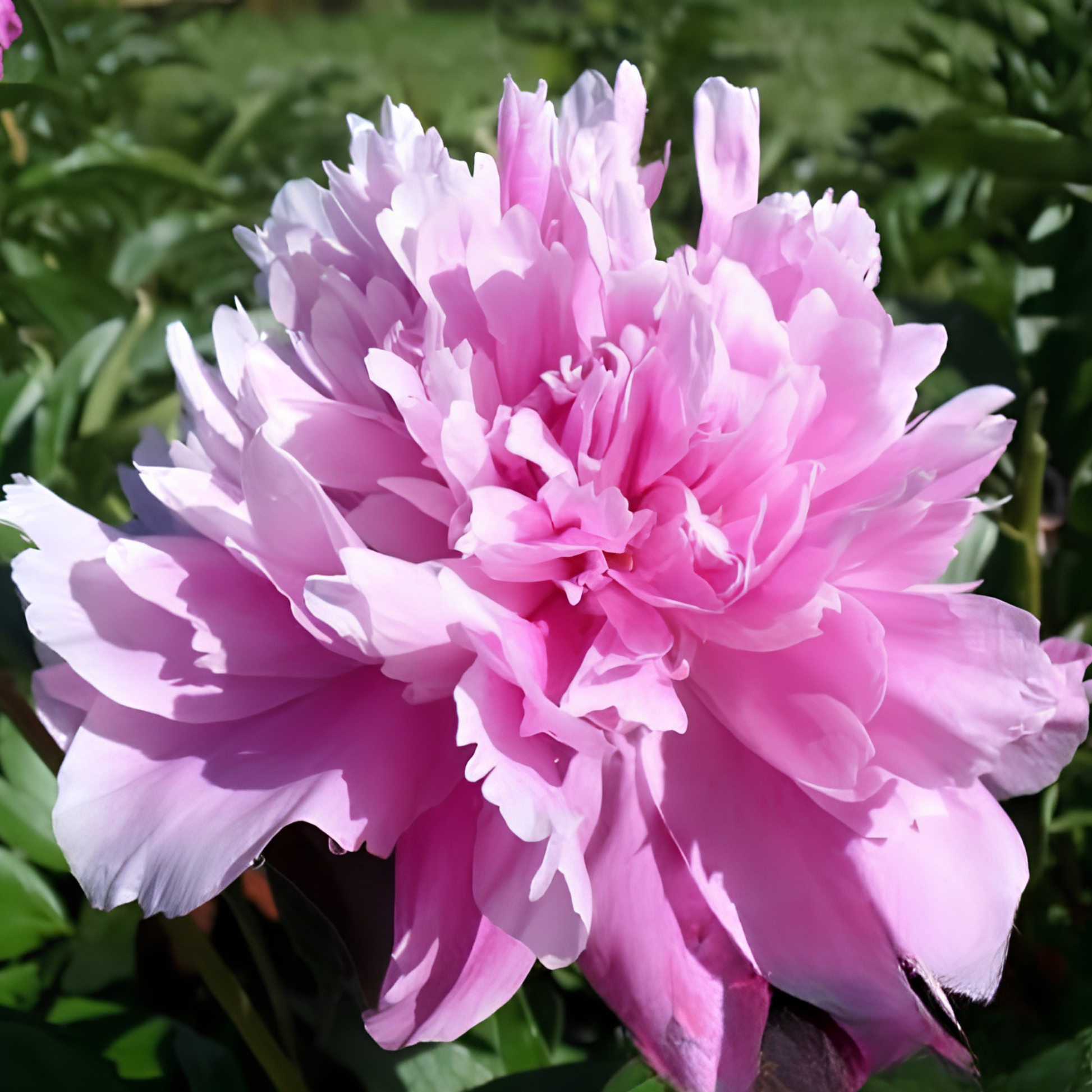 alexander fleming peony