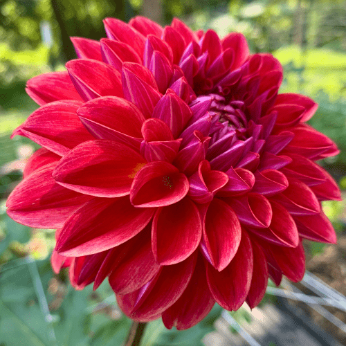 All That Jazz - Dahlia Flowers In Bloom