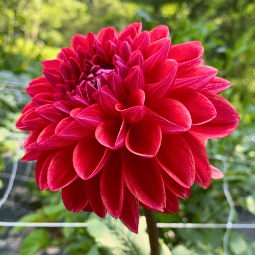 All That Jazz - Dahlia Flowers In Bloom