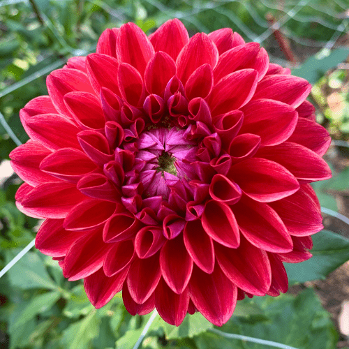 All That Jazz - Dahlia Flowers In Bloom