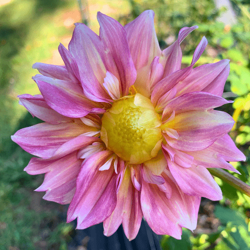 Apple Blossom - Dahlia Flowers In Bloom