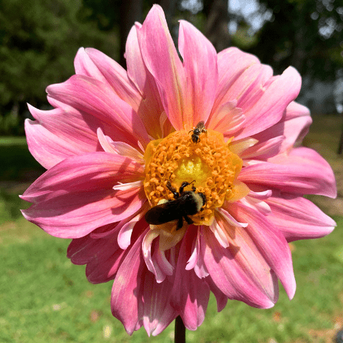 Apple Blossom - Dahlia Flowers In Bloom