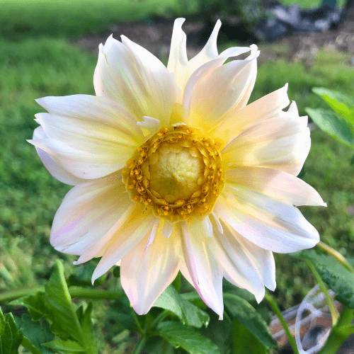 Apple Blossom - Dahlia Flowers In Bloom