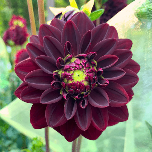 Arabian Night - Dahlia Flowers In Bloom