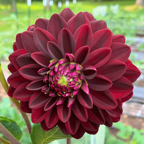 Arabian Night - Dahlia Flowers In Bloom