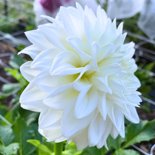 Blizzard - Dahlia Flowers In Bloom