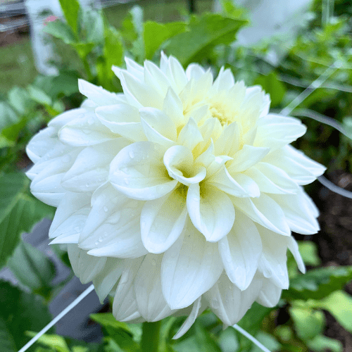 Blizzard - Dahlia Flowers In Bloom