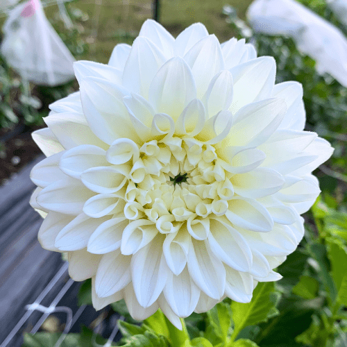 Blizzard - Dahlia Flowers In Bloom