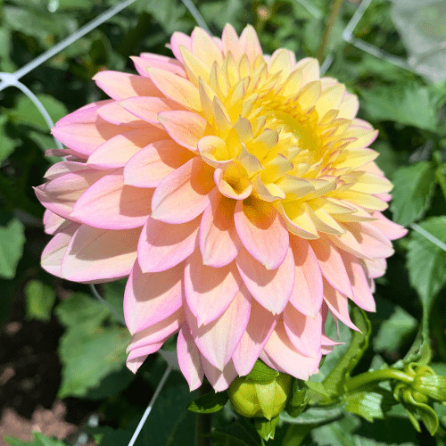 Bloomquist Blush - Dahlia Flowers In Bloom