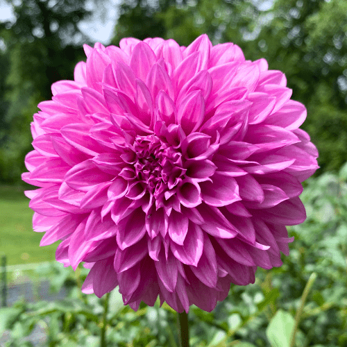 Bloomquist Bring Forth - Dahlia Flowers In Bloom