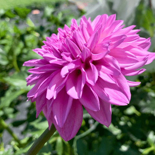 Bloomquist Bring Forth - Dahlia Flowers In Bloom