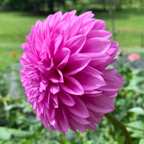 Bloomquist Bring Forth - Dahlia Flowers In Bloom