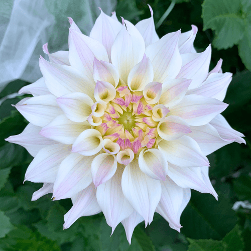 Bloomquist Compare - Dahlia Flowers In Bloom