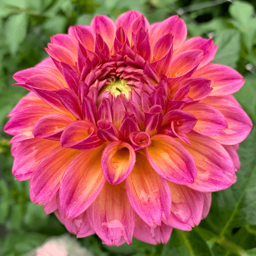 Bloomquist Dave - Dahlia Flowers In Bloom