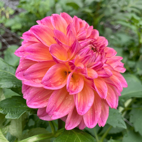 Bloomquist Dave - Dahlia Flowers In Bloom