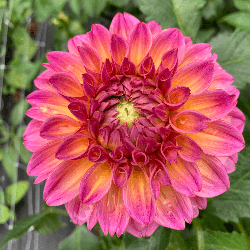 Bloomquist Dave - Dahlia Flowers In Bloom