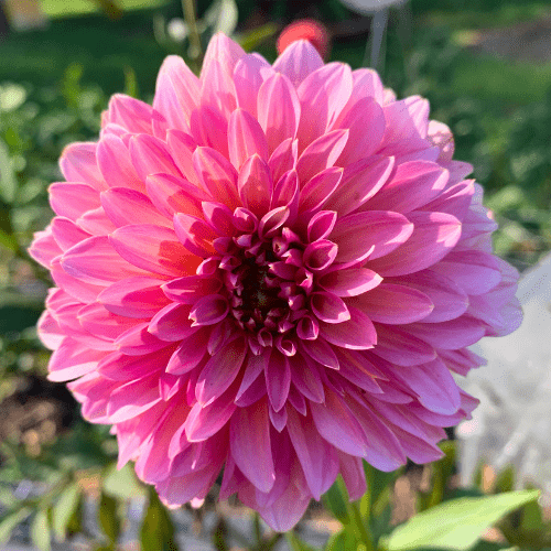 Bloomquist Mojo - Dahlia Flowers In Bloom