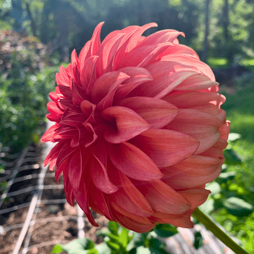 Bloomquist Pleasing - Dahlia Flowers In Bloom