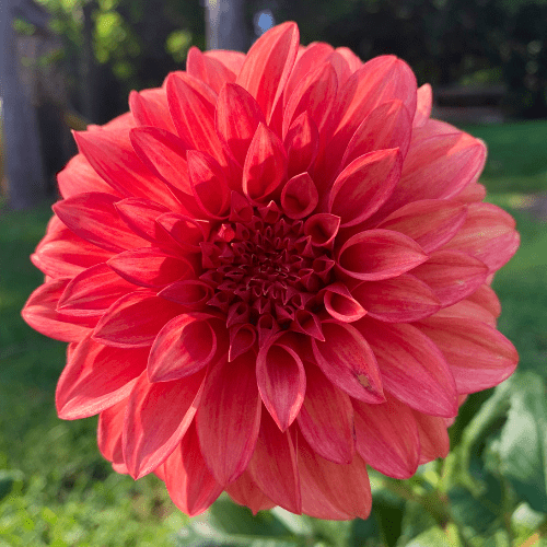 Bloomquist Pleasing - Dahlia Flowers In Bloom