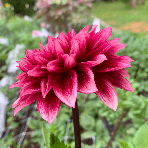 Bloomquist York - Dahlia Flowers In Bloom