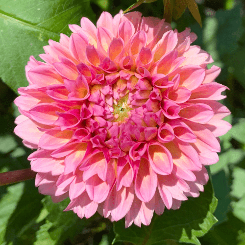 Bracken Rose - Dahlia Flowers In Bloom