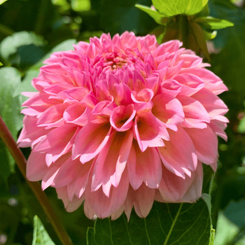 Bracken Rose - Dahlia Flowers In Bloom