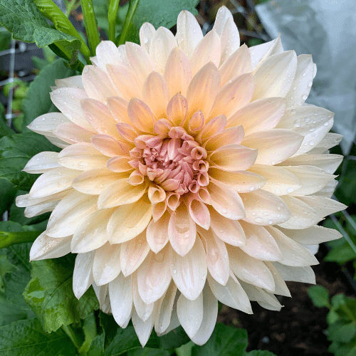 Cafe Au Lait - Dahlia Flowers In Bloom