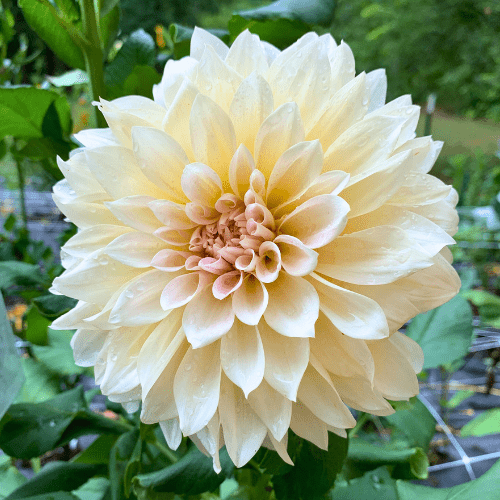 Cafe Au Lait - Dahlia Flowers In Bloom