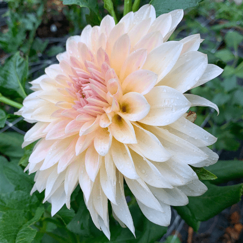 Cafe Au Lait - Dahlia Flowers In Bloom