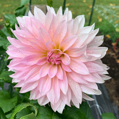 Cafe Au Lait - Dahlia Flowers In Bloom