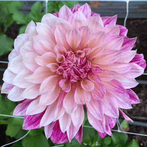 Cafe Au Lait Royal - Dahlia Flowers In Bloom