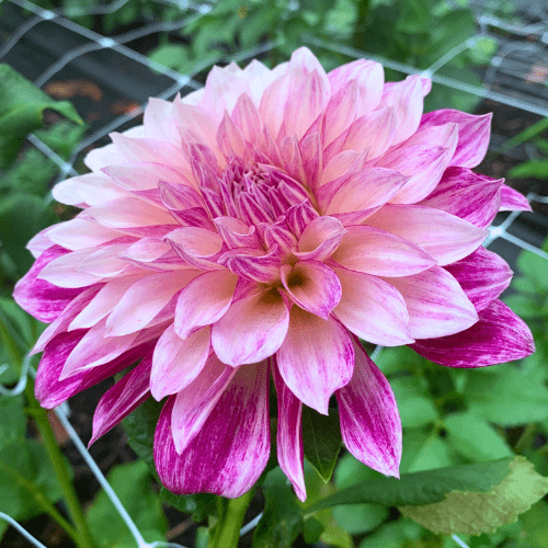 Cafe Au Lait Royal - Dahlia Flowers In Bloom