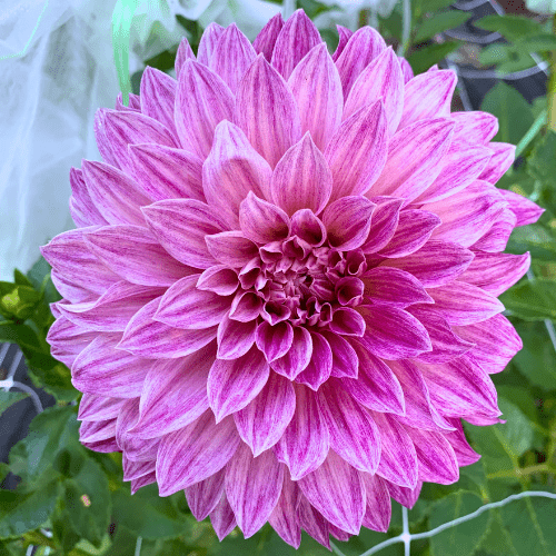 Cafe Au Lait Royal - Dahlia Flowers In Bloom